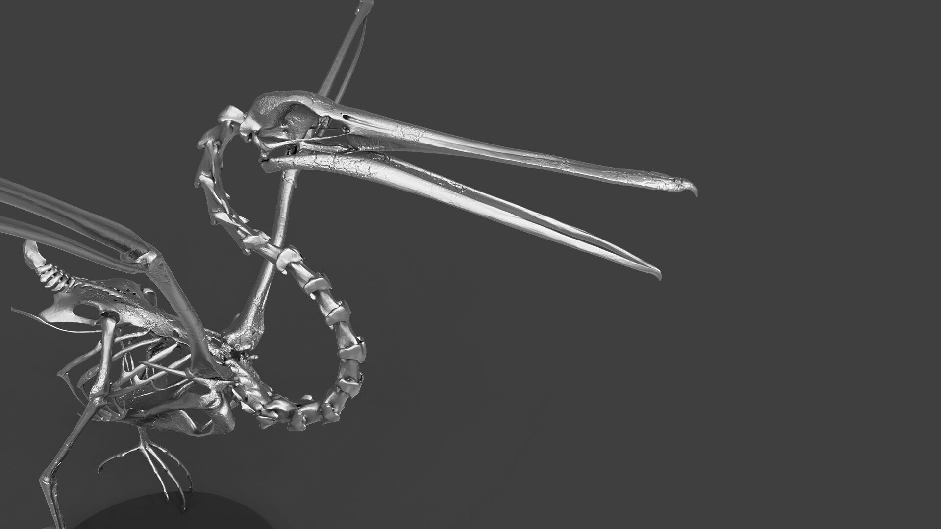 Silver Pelican Skeleton for Art Project 3D model_2