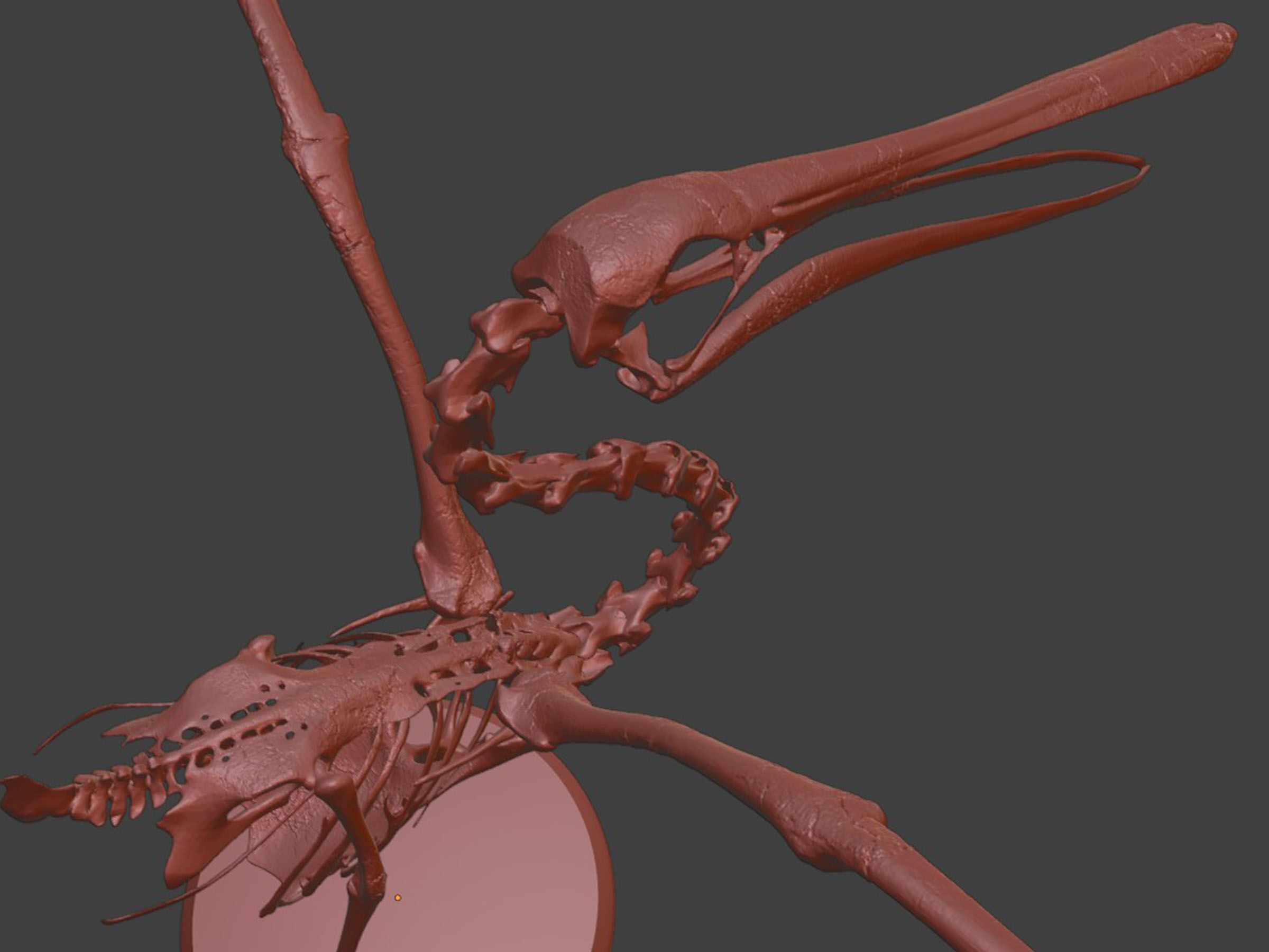 Silver Pelican Skeleton for Art Project 3D model_8