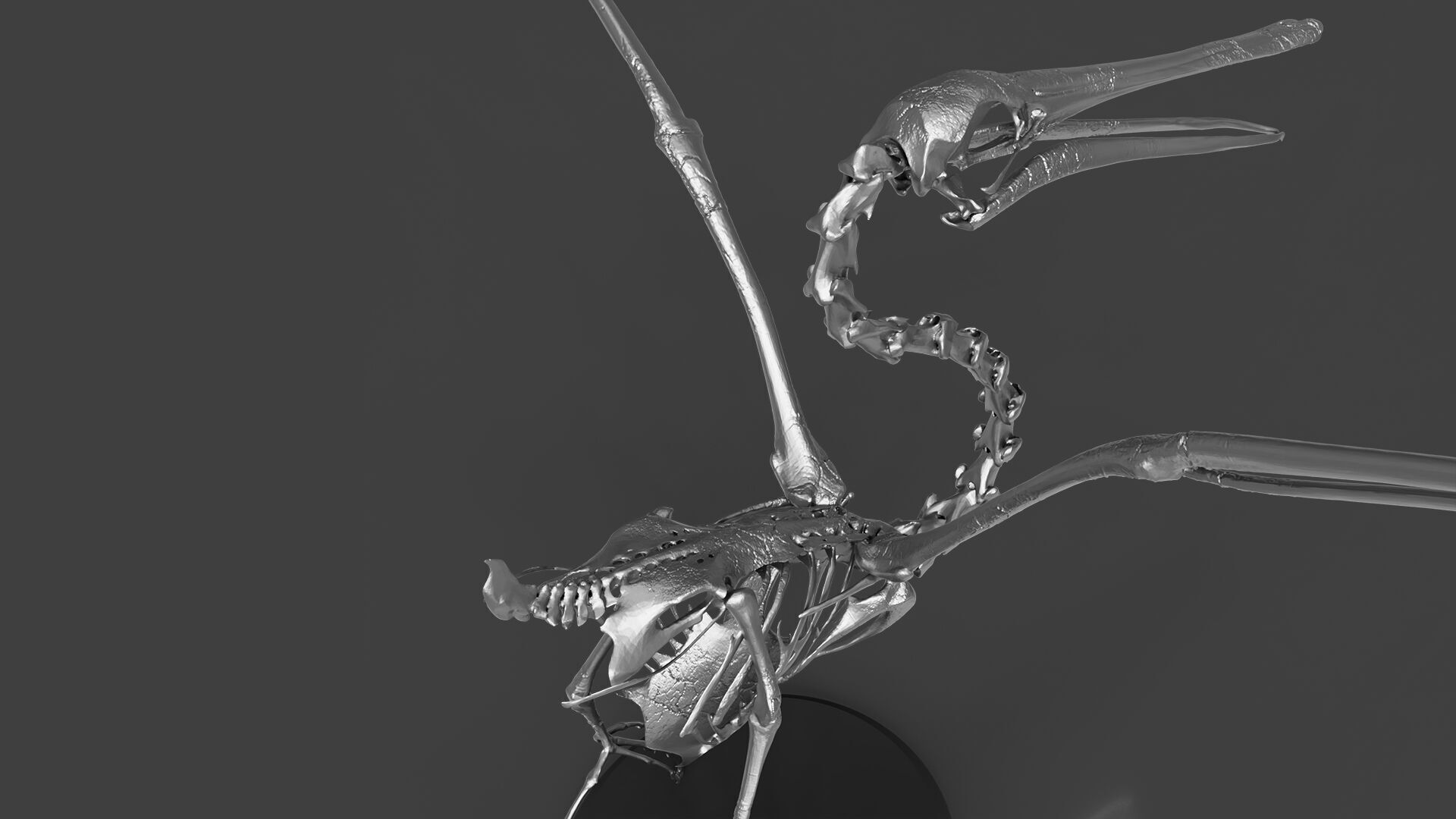 Silver Pelican Skeleton for Art Project 3D model_3