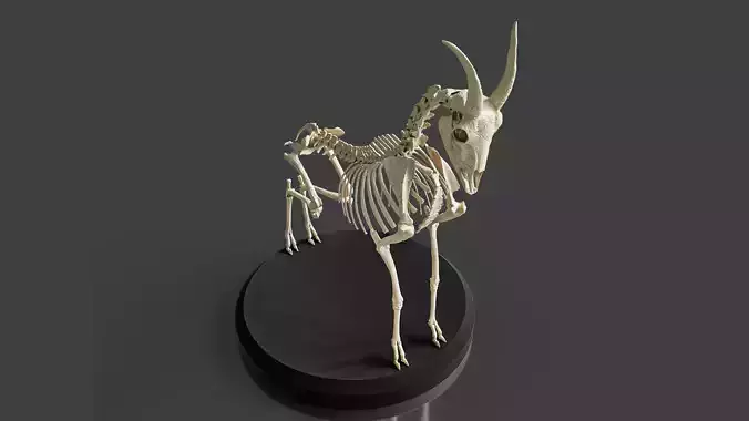 Realistic Goat Skeleton 3D model