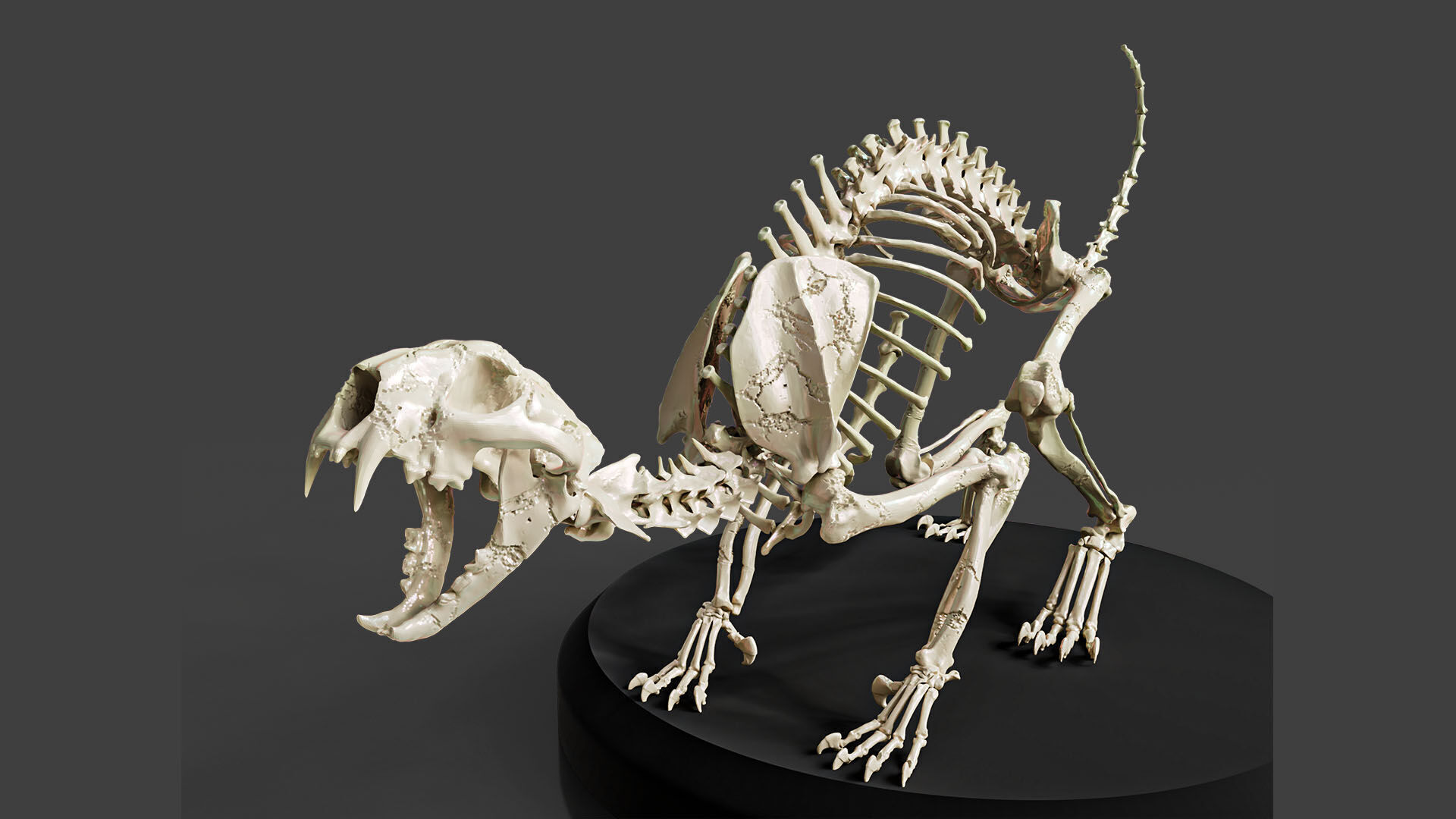 Realistic Cat Skeleton 3D model_5