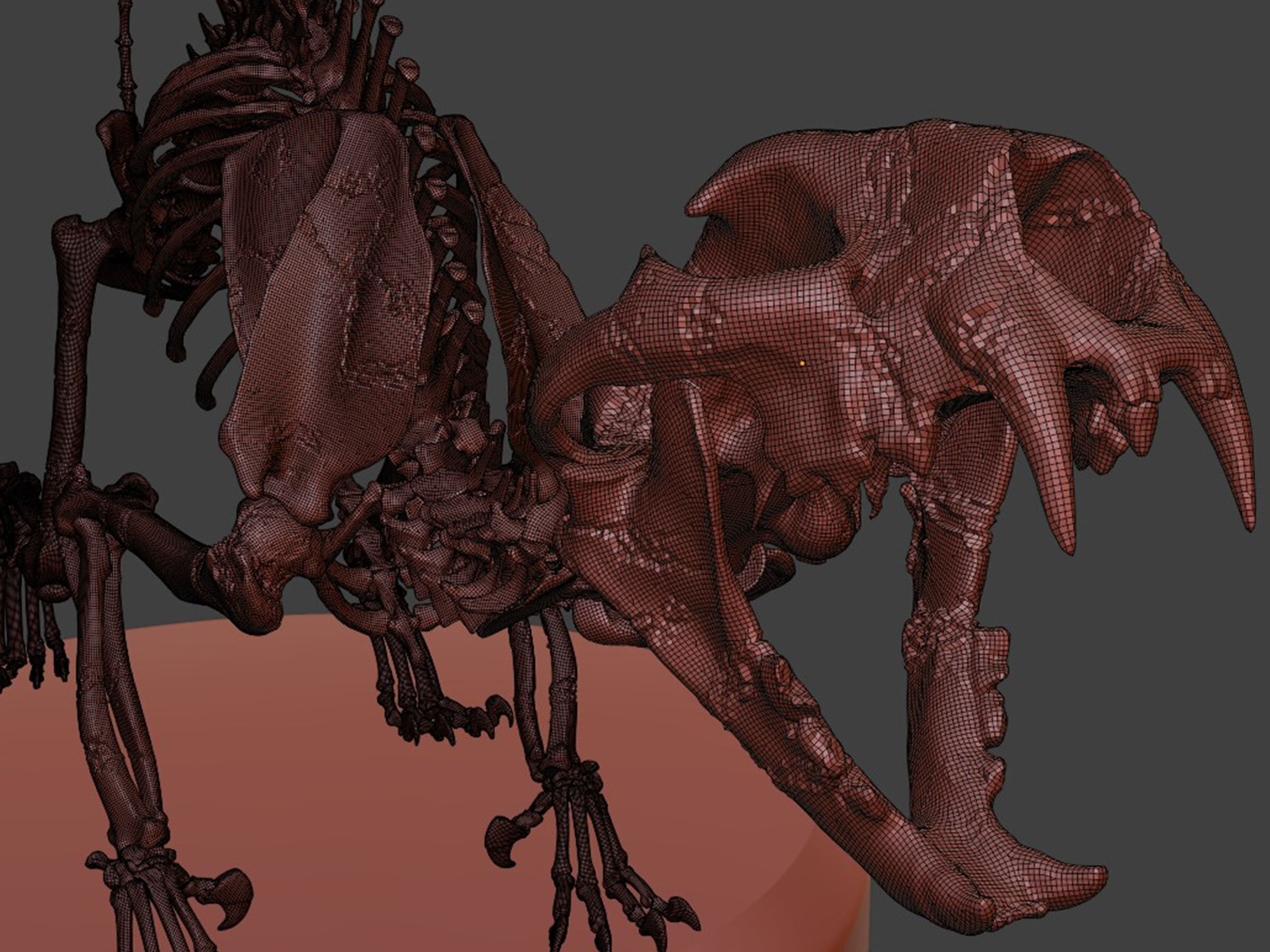 Realistic Cat Skeleton 3D model_7