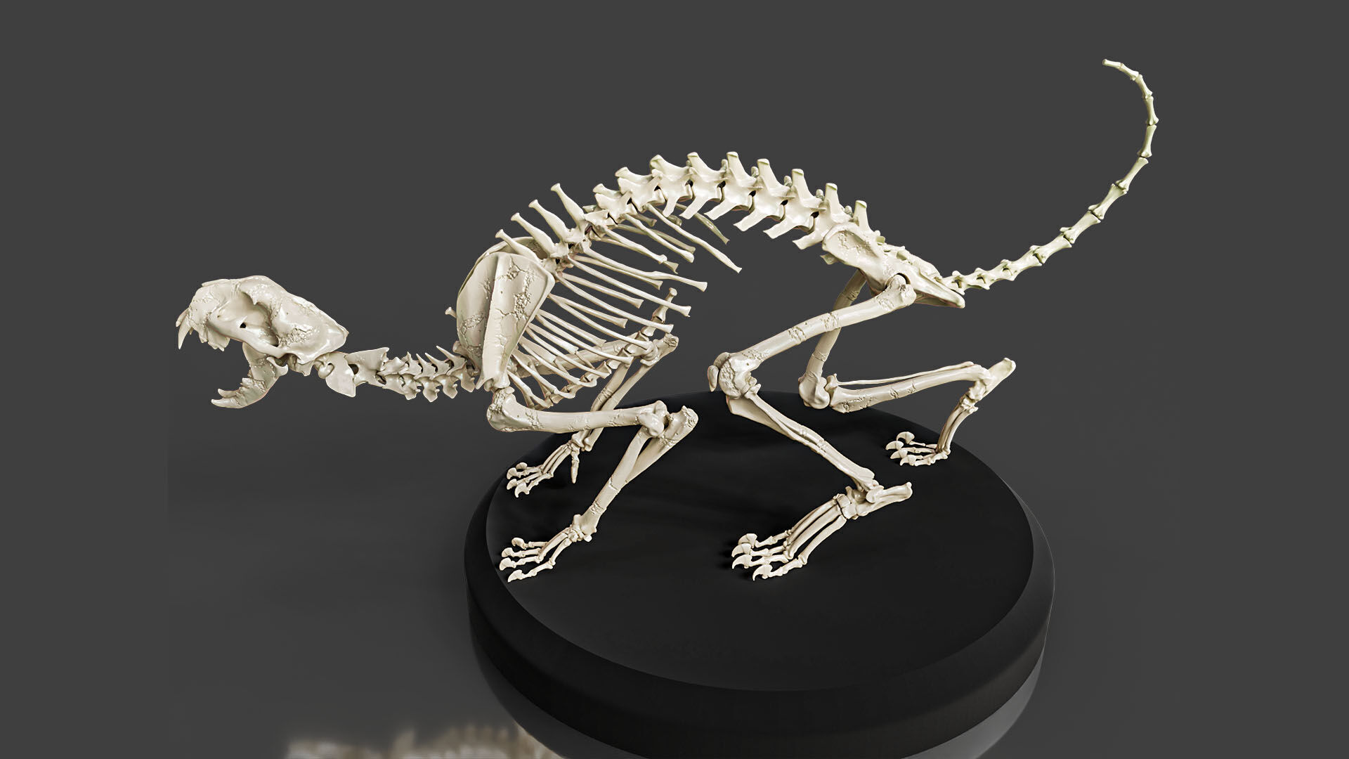Realistic Cat Skeleton 3D model_4