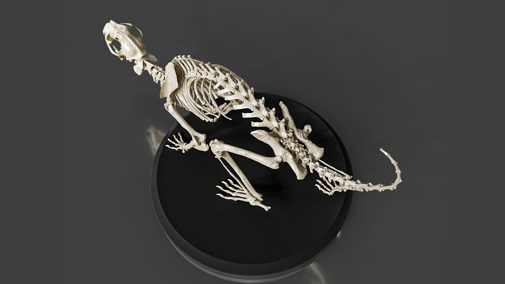 Realistic Cat Skeleton 3D model_3