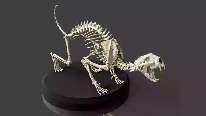 Realistic Cat Skeleton