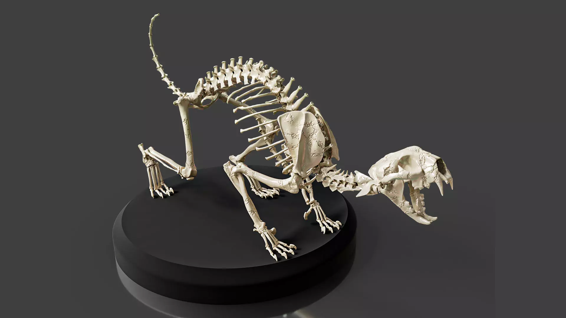Realistic Cat Skeleton 3D model_0