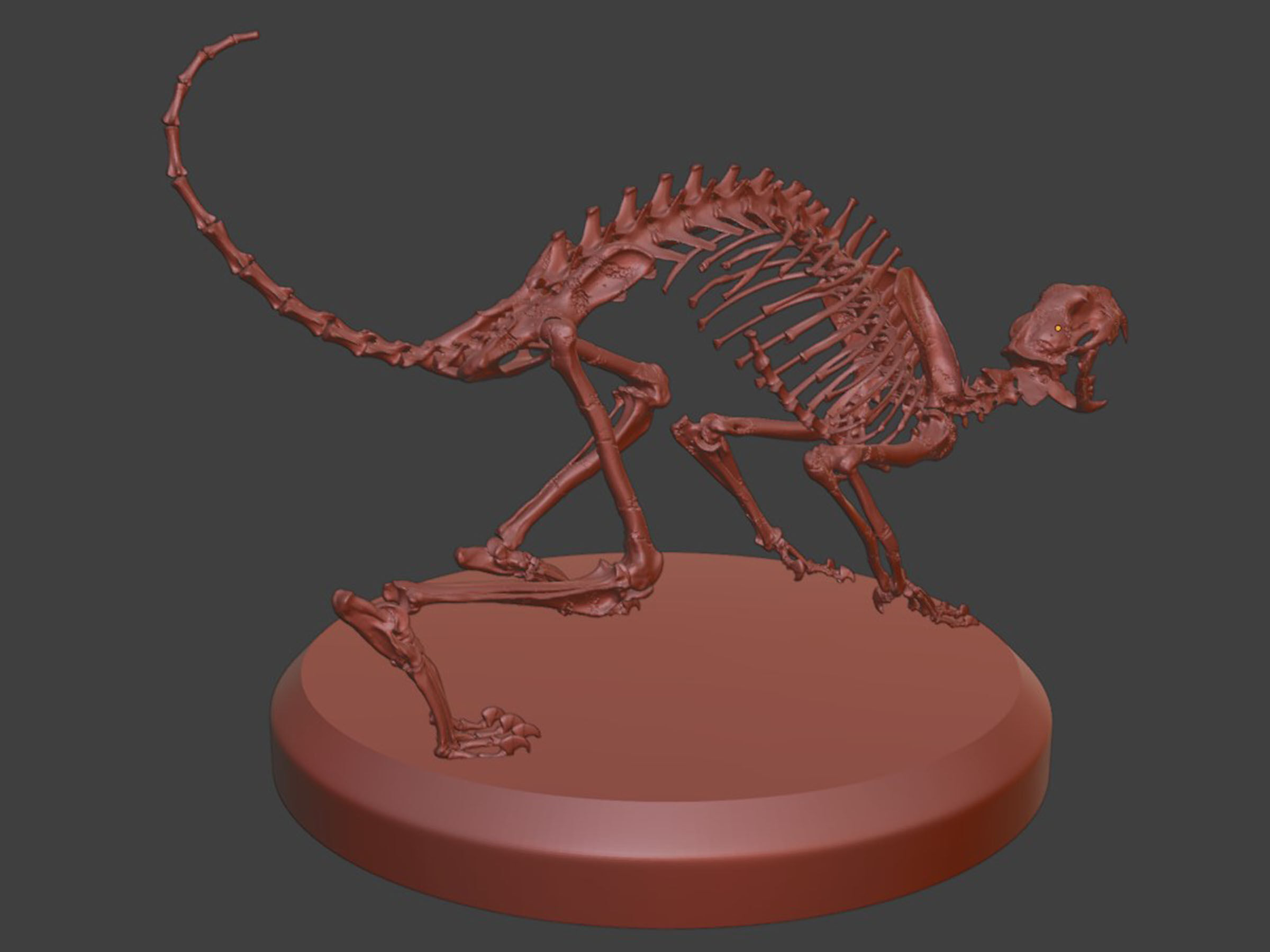 Realistic Cat Skeleton 3D model_8