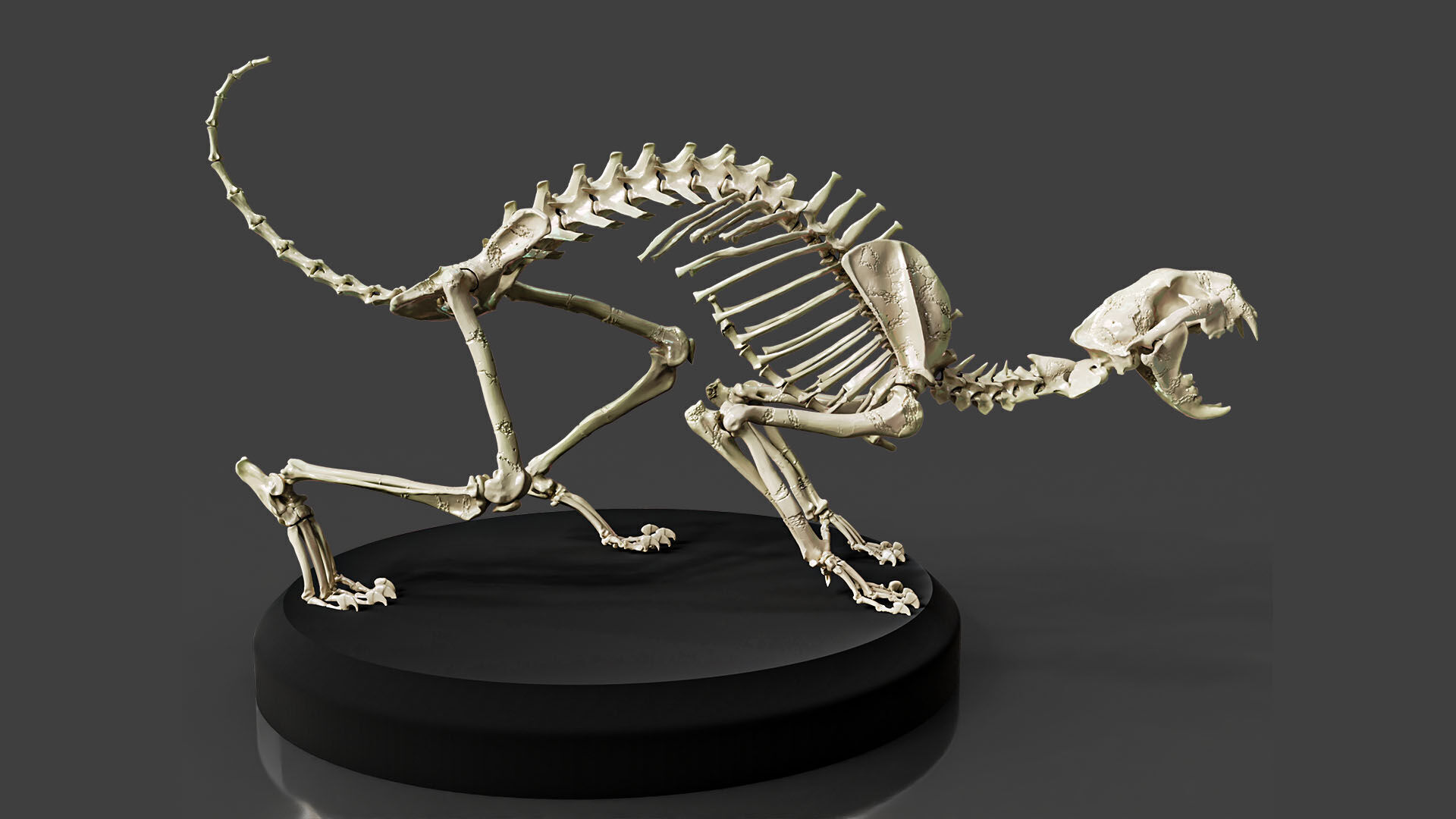Realistic Cat Skeleton 3D model_1