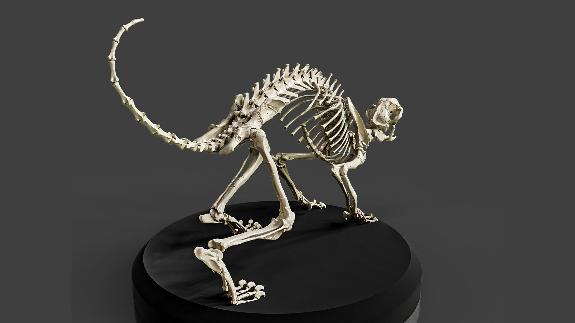 Realistic Cat Skeleton 3D model_2