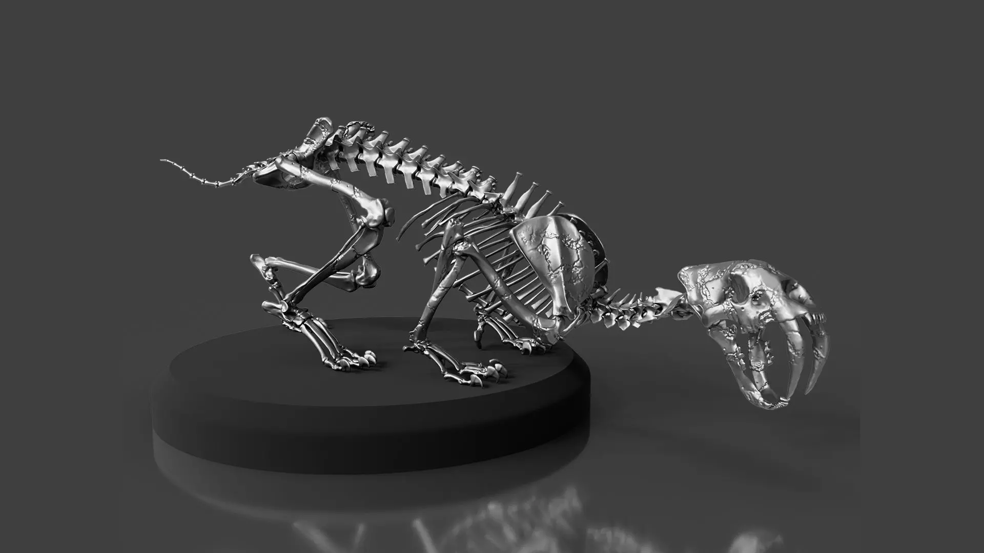 Silver Sabretooth Skeleton 3D model_0