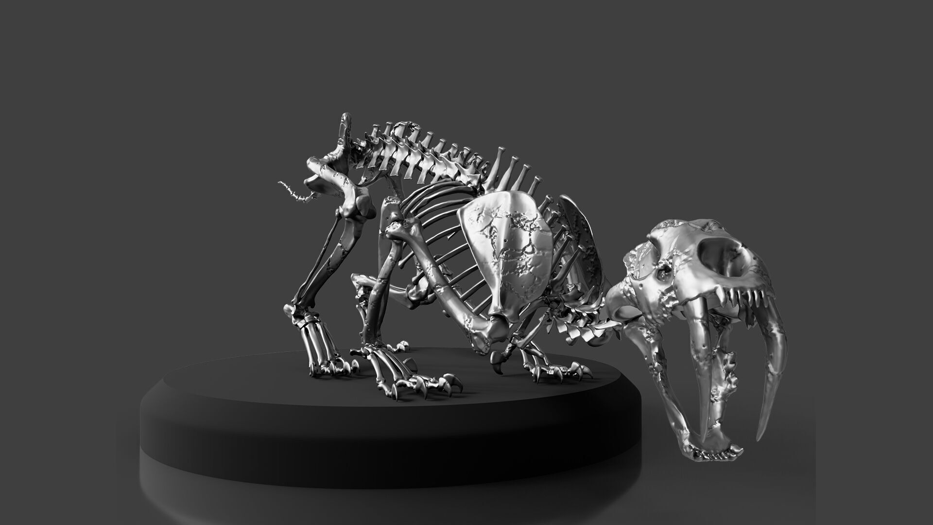 Silver Sabretooth Skeleton 3D model_1