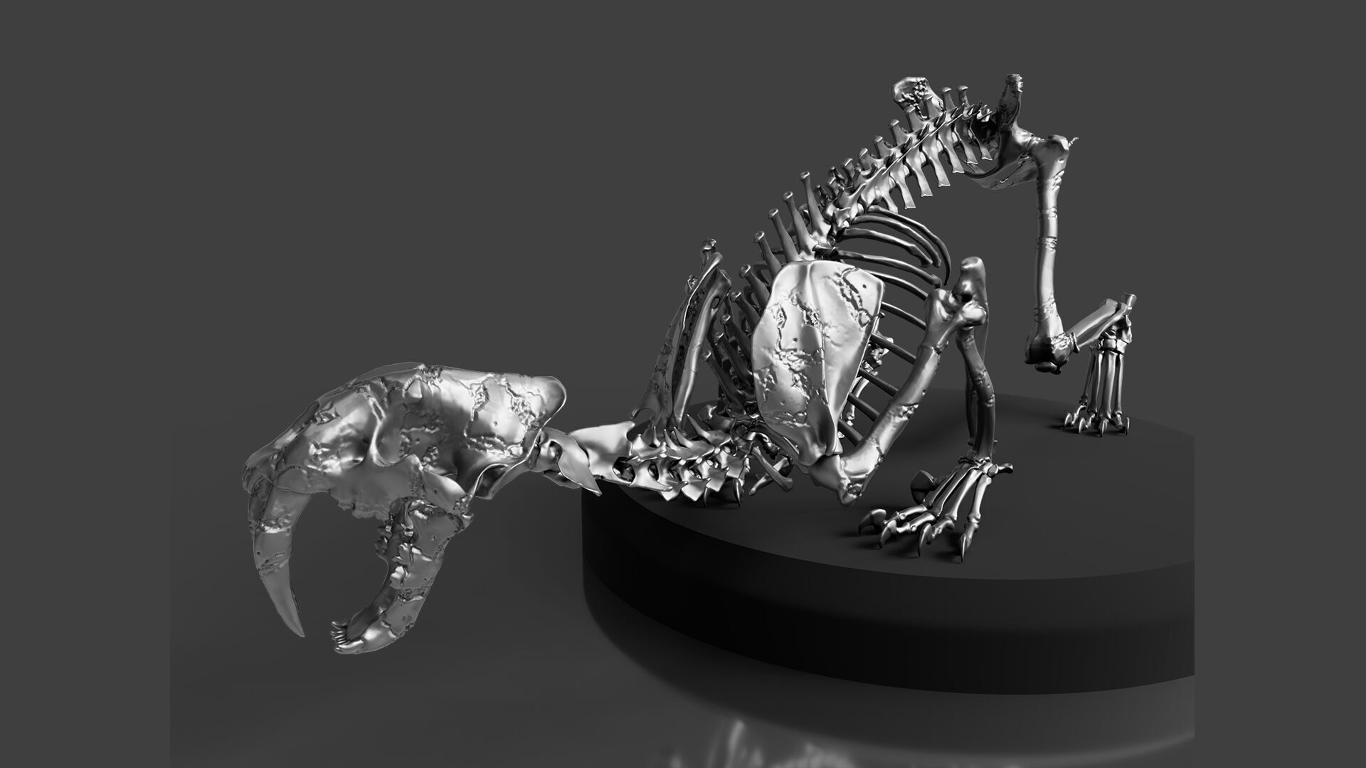 Silver Sabretooth Skeleton 3D model_2