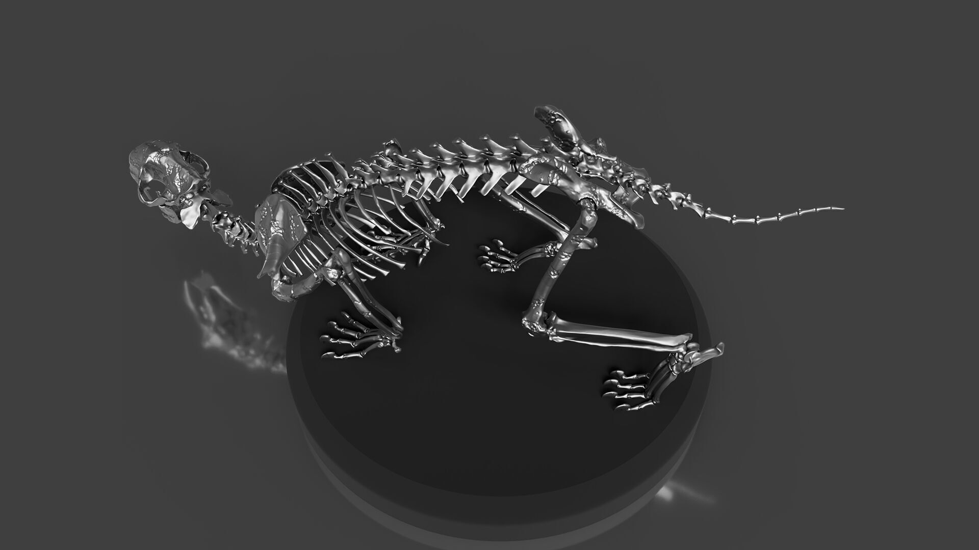 Silver Sabretooth Skeleton 3D model_3