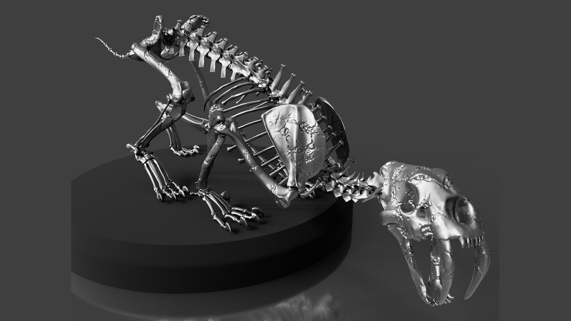 Silver Sabretooth Skeleton 3D model_5