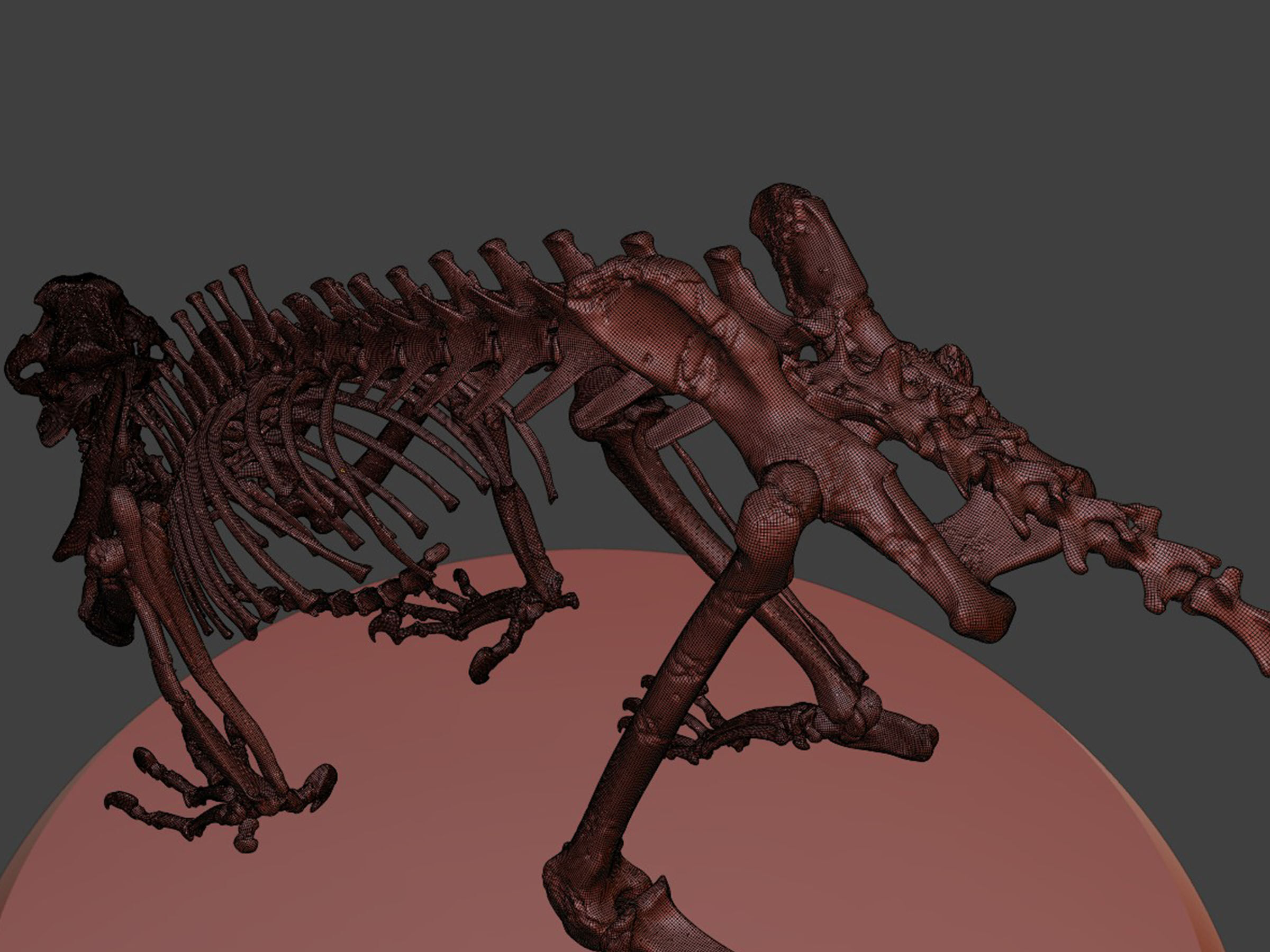 Silver Sabretooth Skeleton 3D model_9