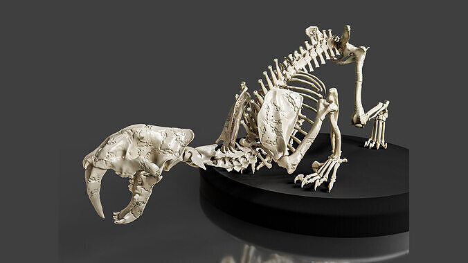 Realistic Sabretooth Skeleton 3D model