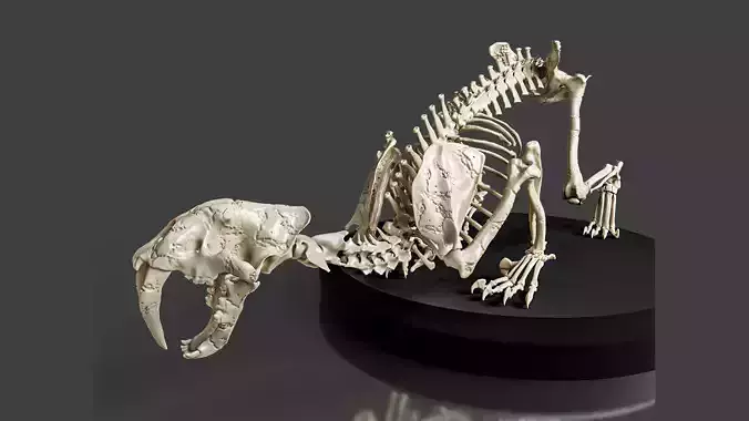 Realistic Sabretooth Skeleton