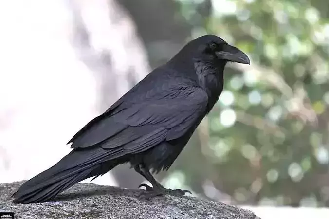 Crow animations Low-poly 3D model