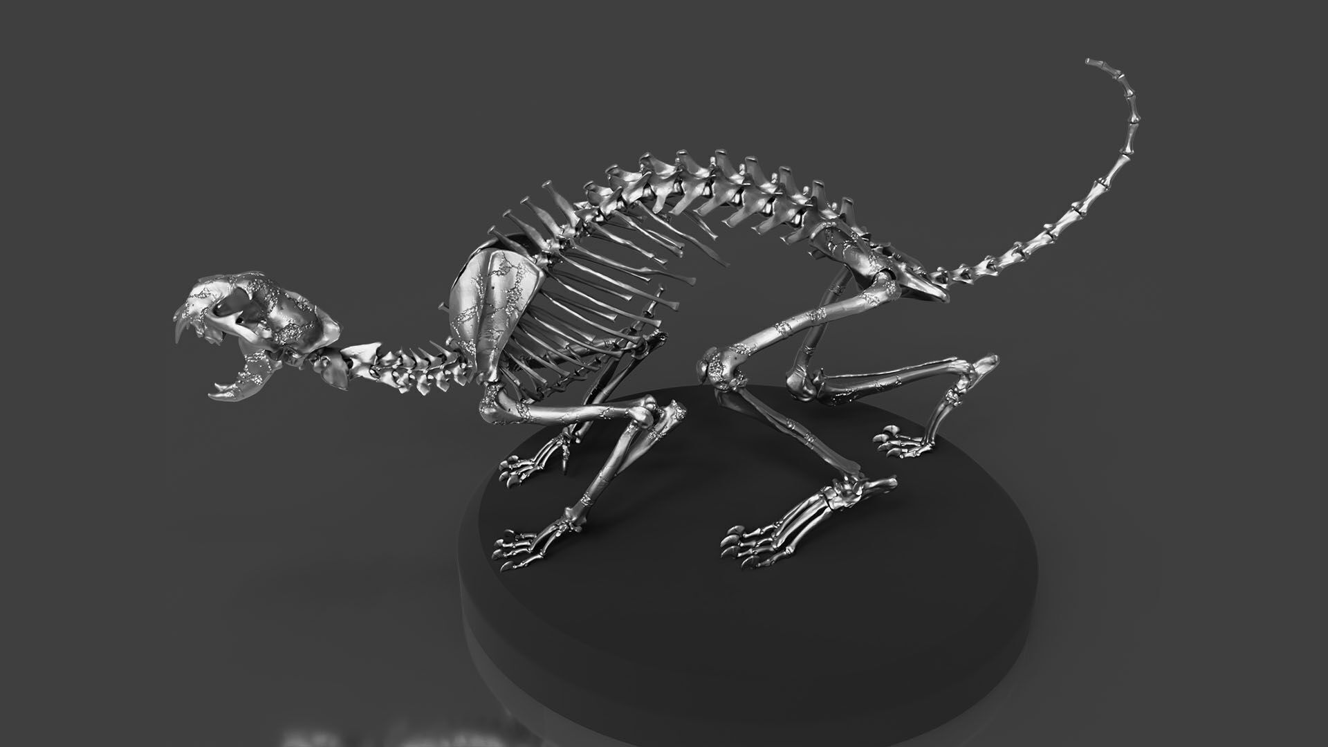 Silver CAT Skeleton 3D model_5