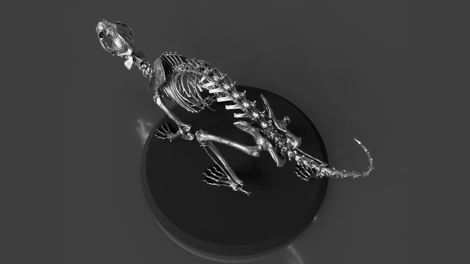 Silver CAT Skeleton 3D model_4