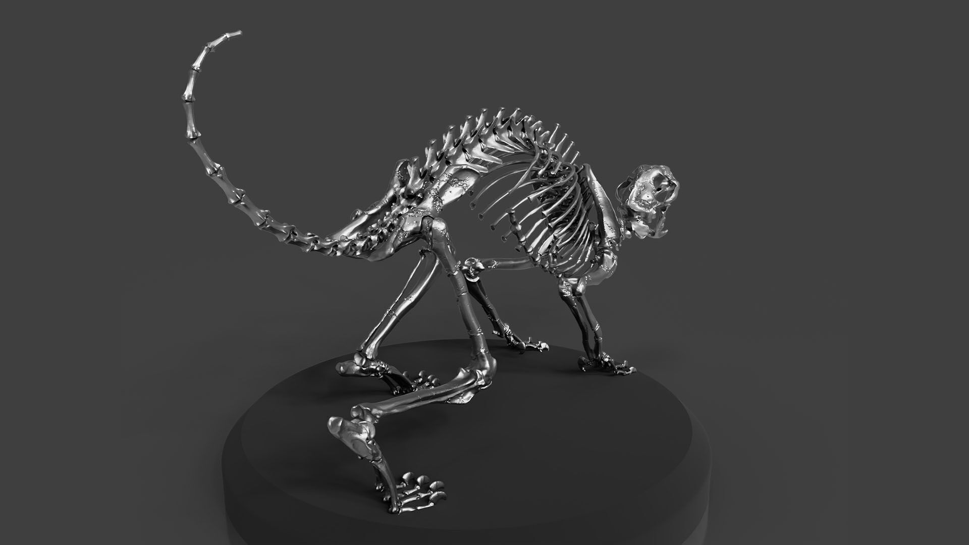 Silver CAT Skeleton 3D model_3