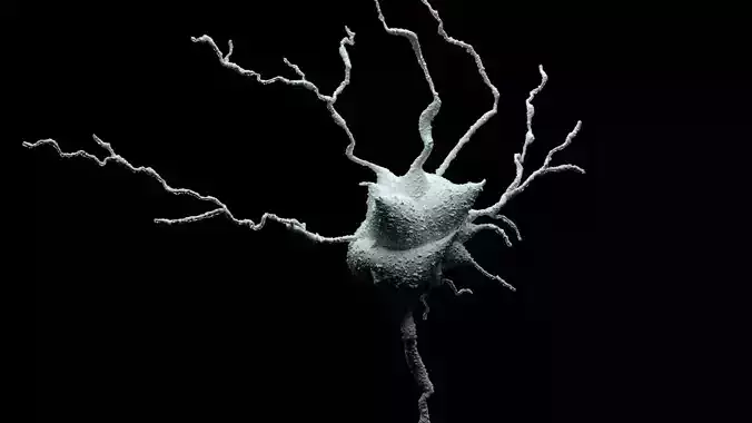 Set of 5 unique 3D Neuron Models-02 3D model