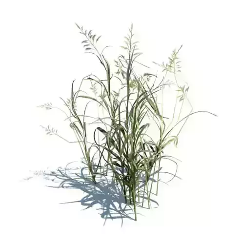 Ornamental Aquatic Grass
