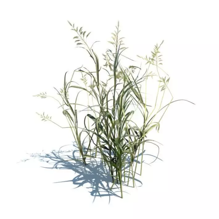 Ornamental Aquatic Grass 3D model_0