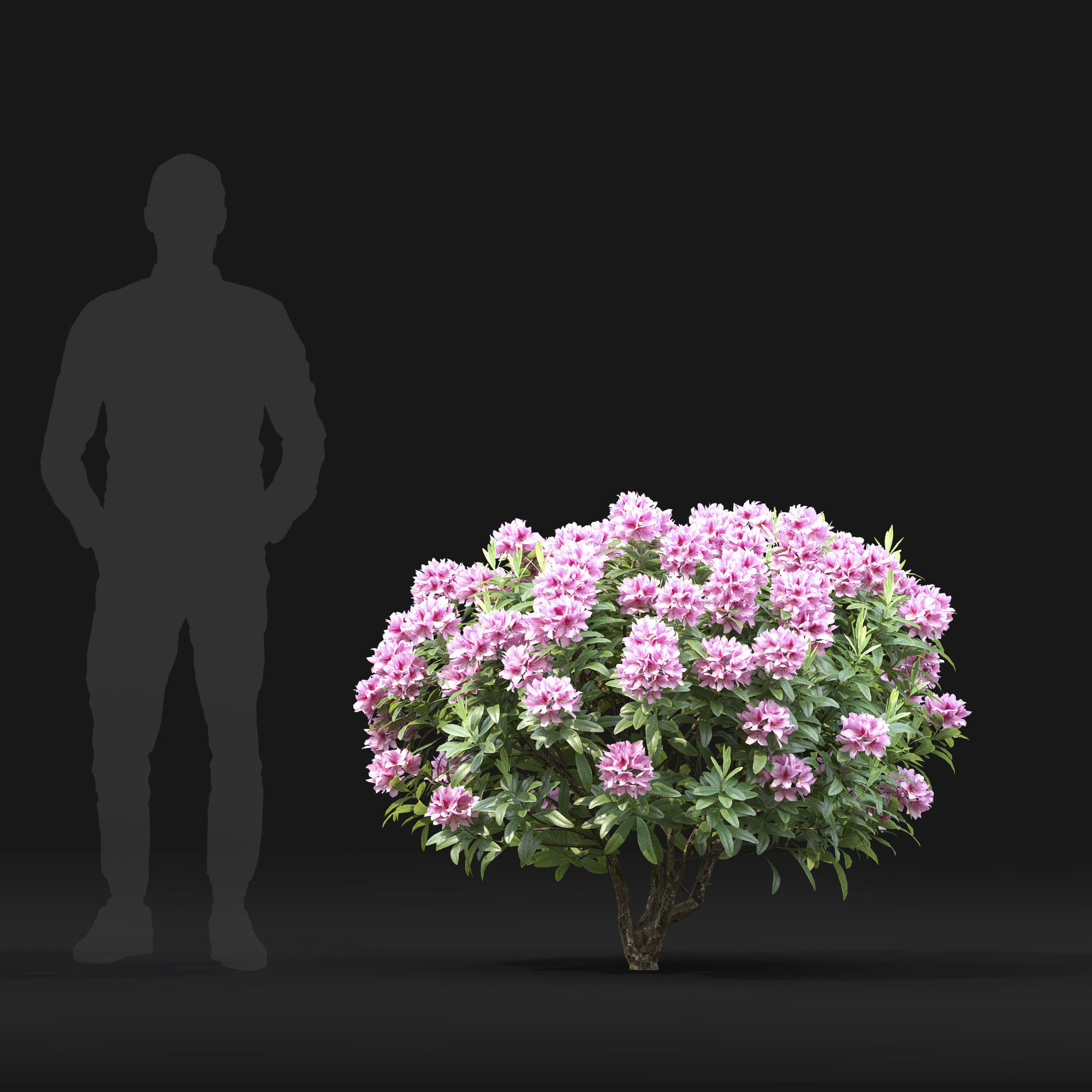 Rhododendron 01 3D model_6