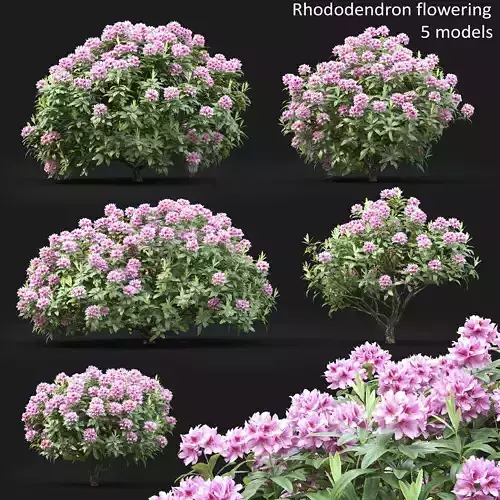 Rhododendron 01 3D model