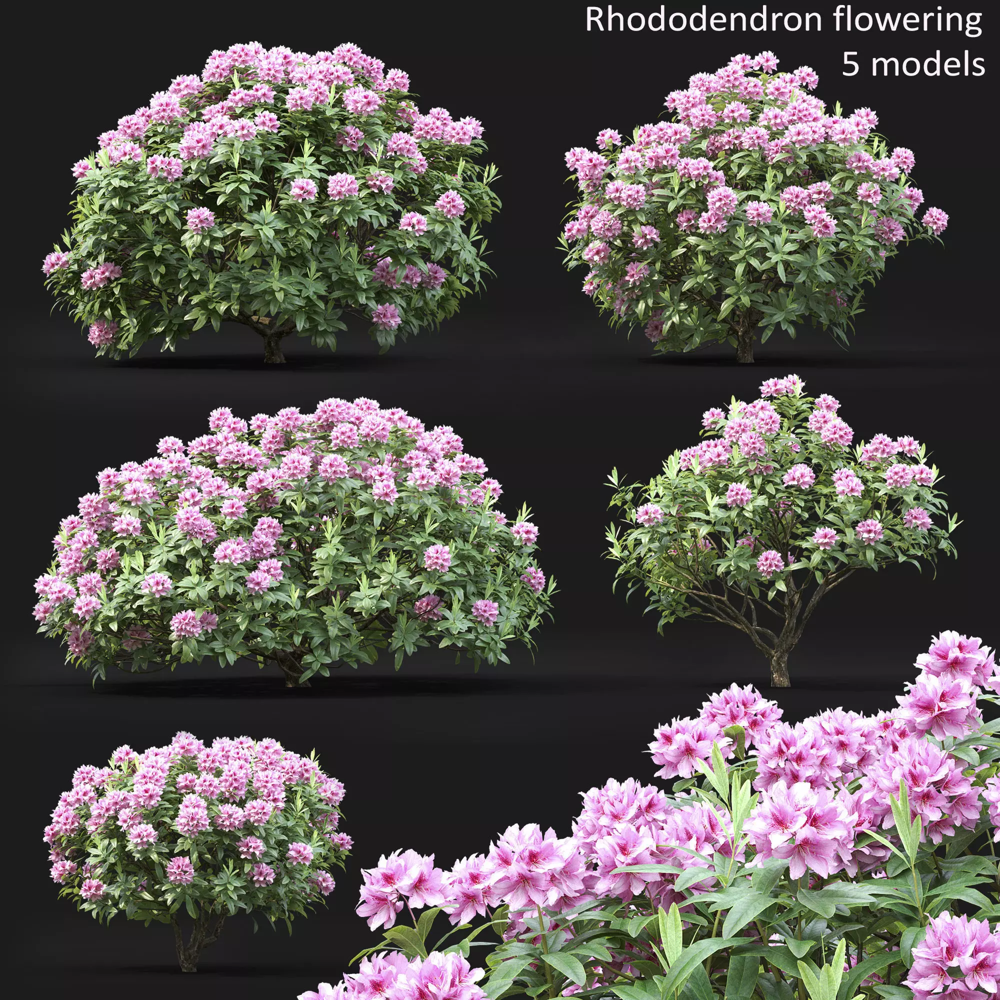 Rhododendron 01 3D model_0