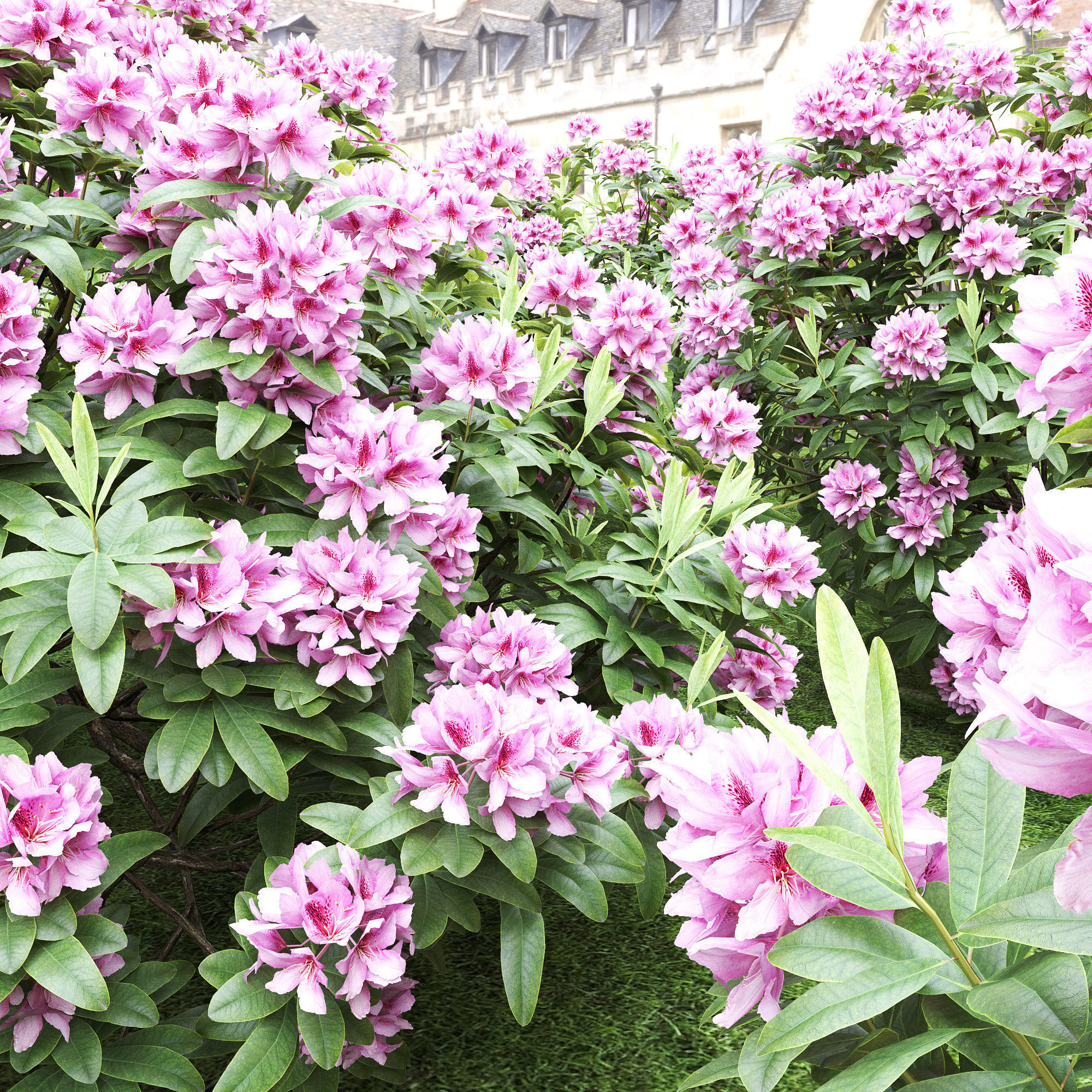 Rhododendron 01 3D model_1