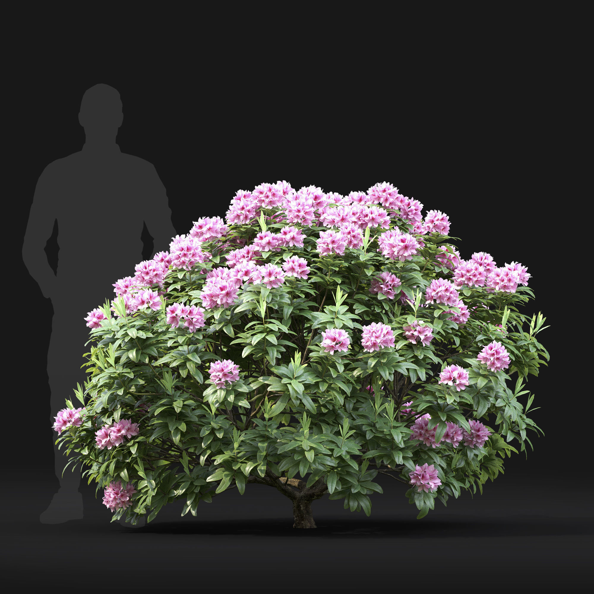 Rhododendron 01 3D model_3