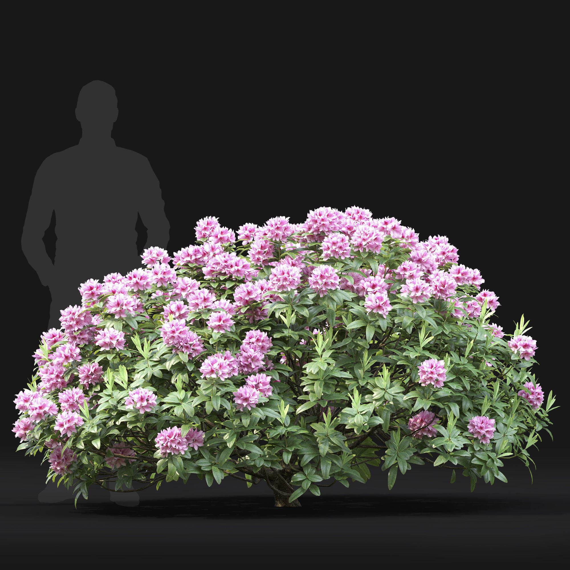 Rhododendron 01 3D model_2