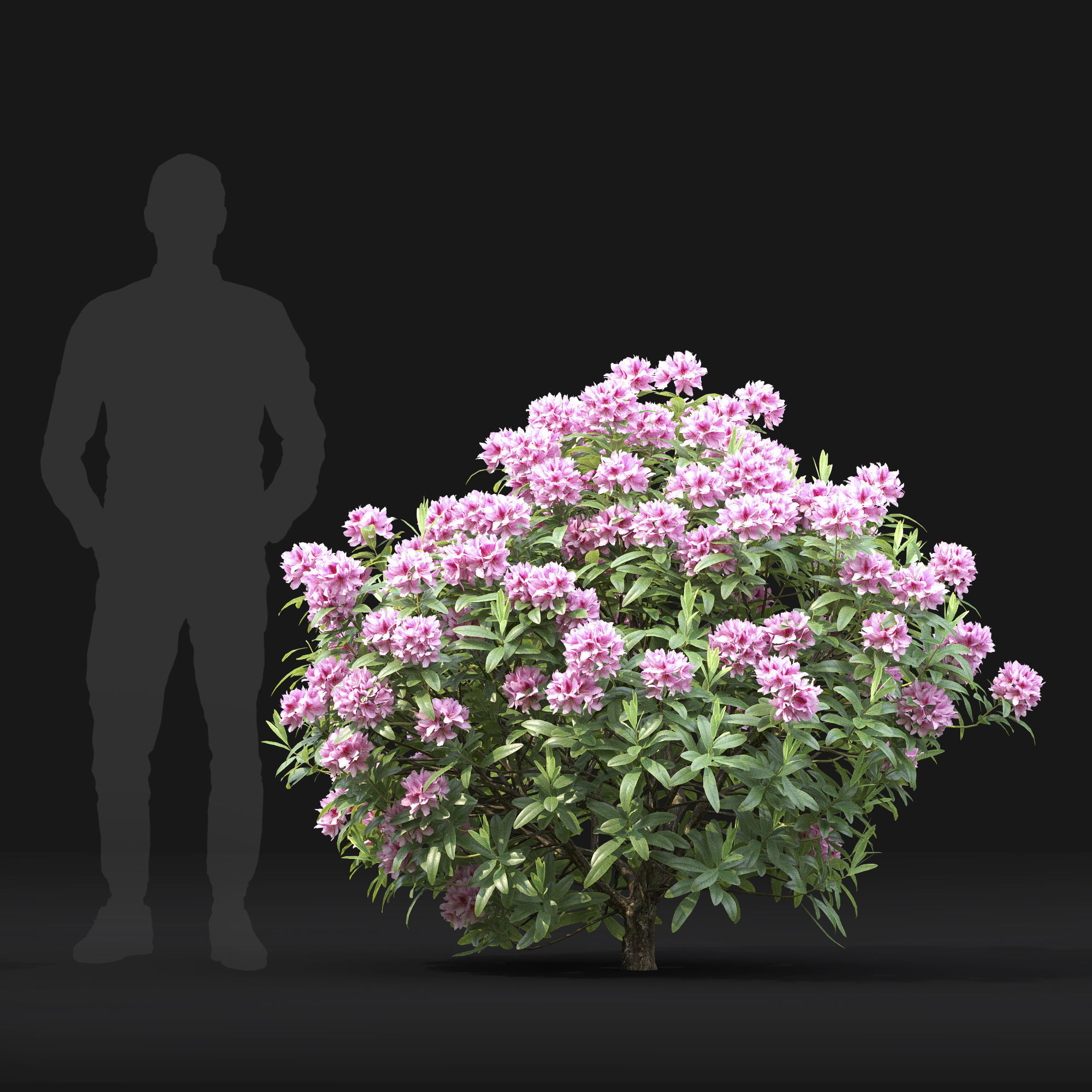 Rhododendron 01 3D model_4