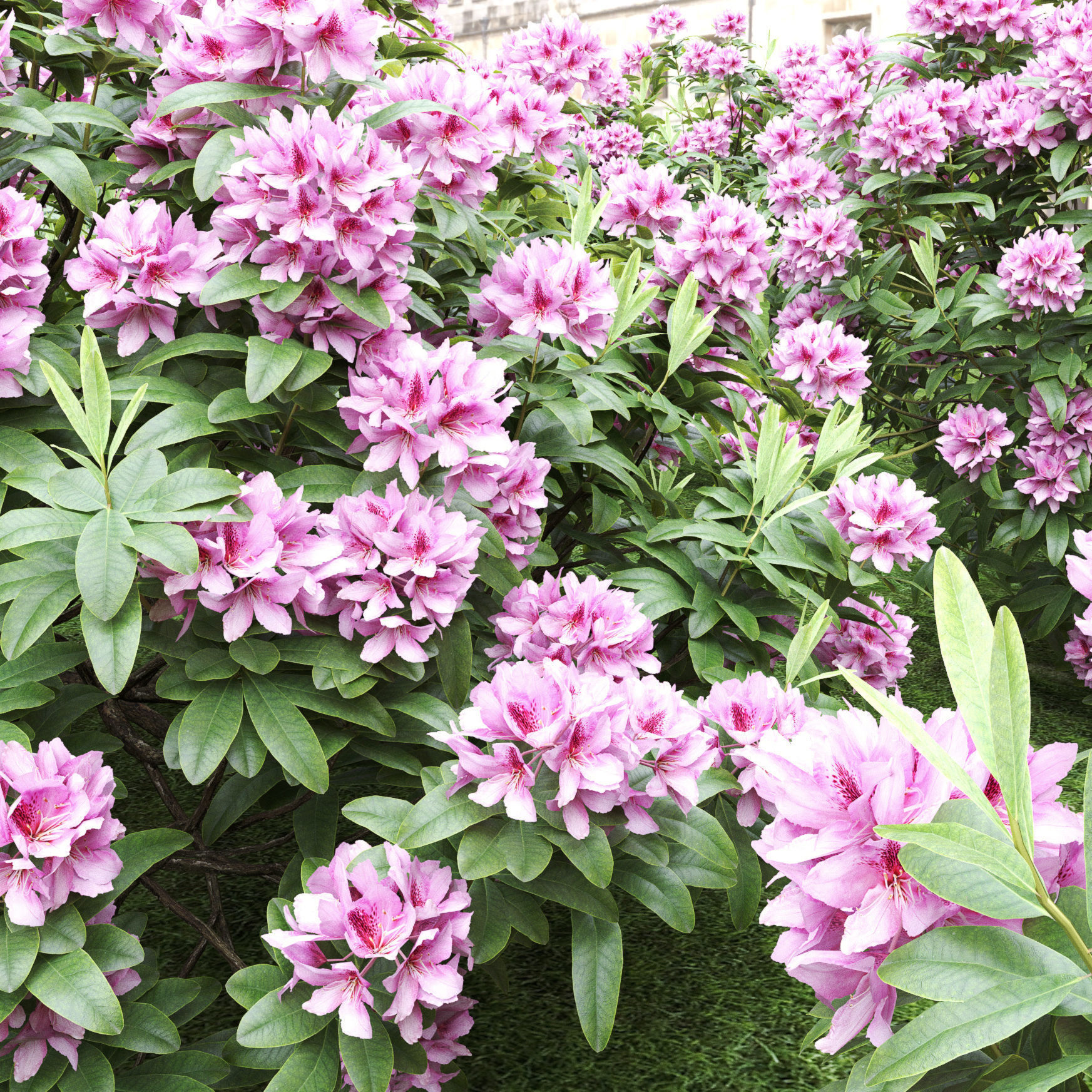 Rhododendron 01 3D model_7