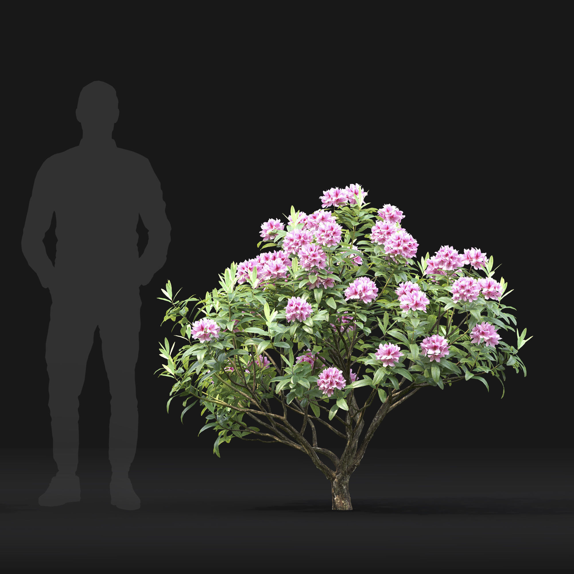 Rhododendron 01 3D model_5