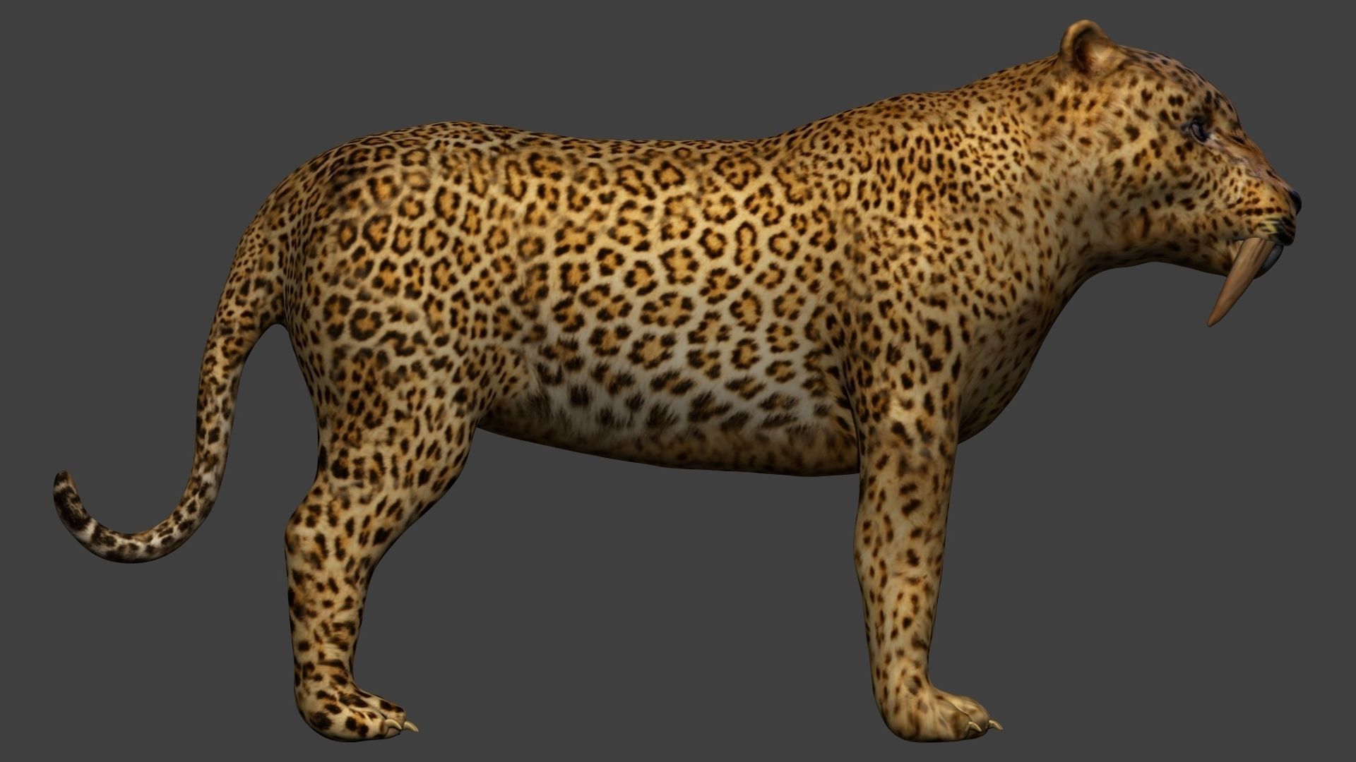 Smilodon Sabertooth tiger 3D model_4