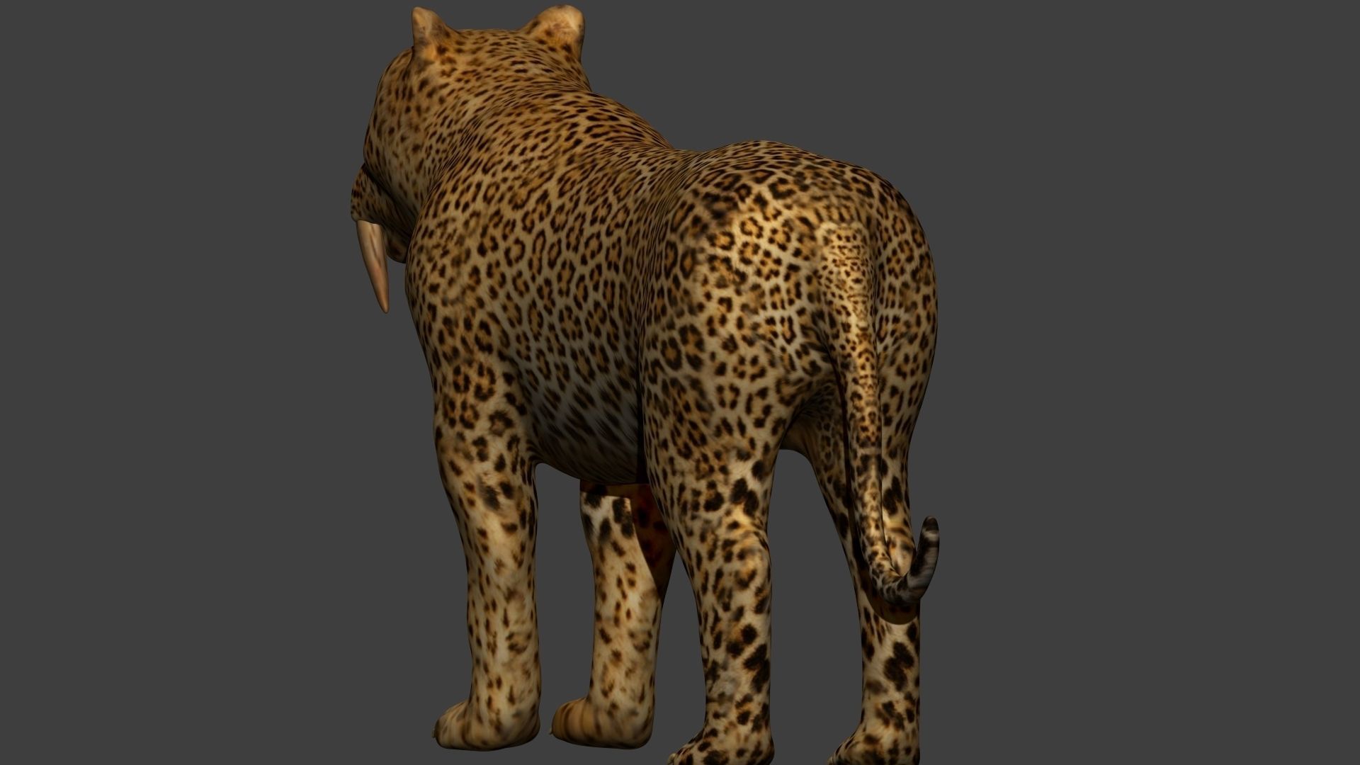Smilodon Sabertooth tiger 3D model_5