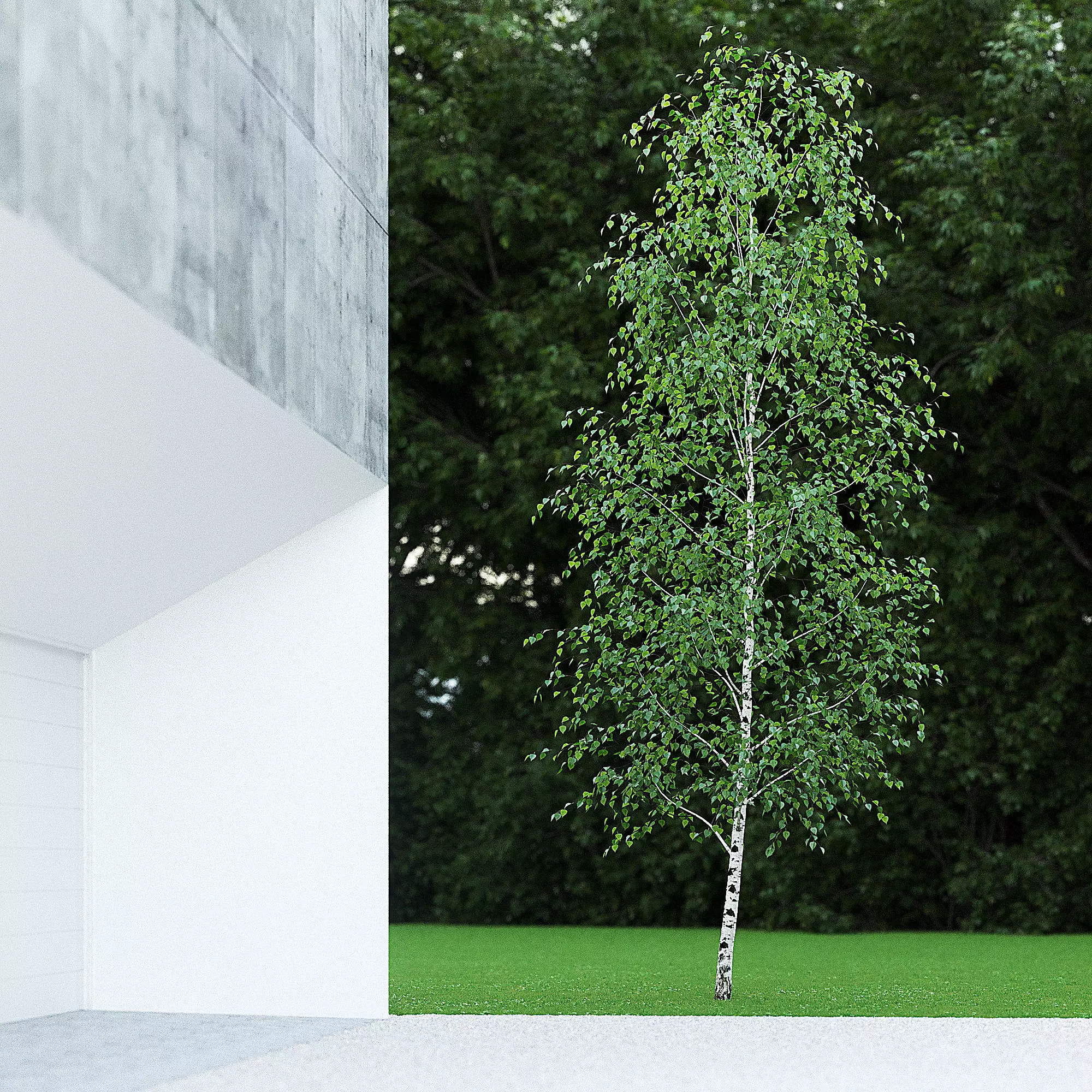 Betula Pendula 7 And A Half m 003 3D model