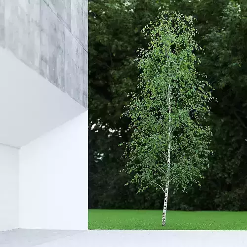 Betula Pendula 7 And A Half m 003