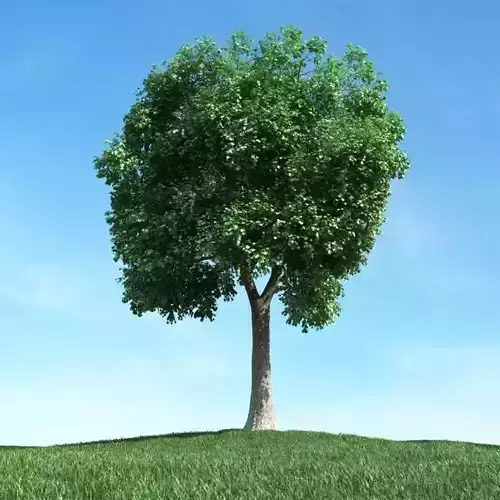Green Leaf Tree 3D model