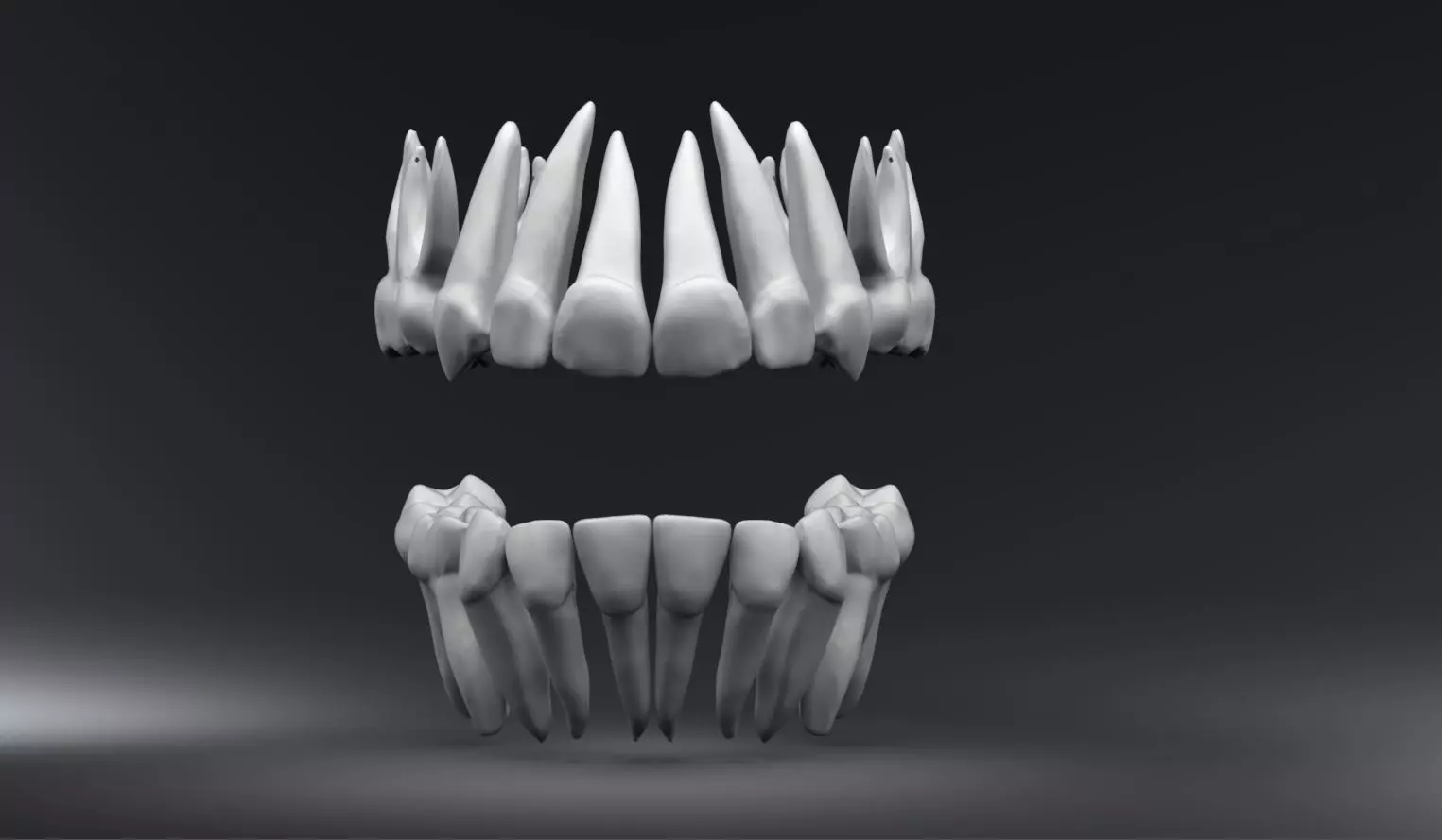 Primary Teeth with Pulp Cavity 3D print model