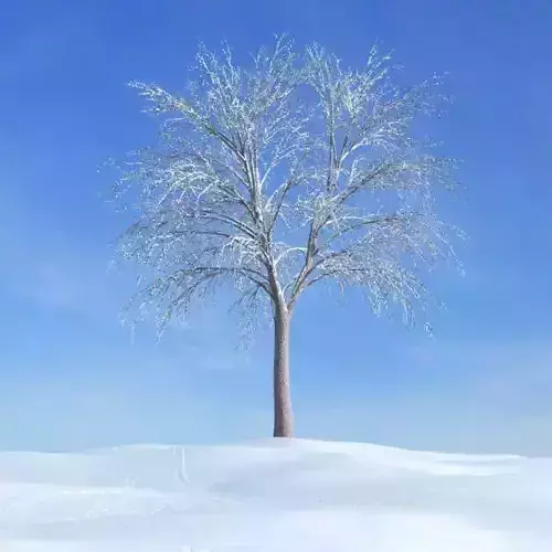 Winter White Tree