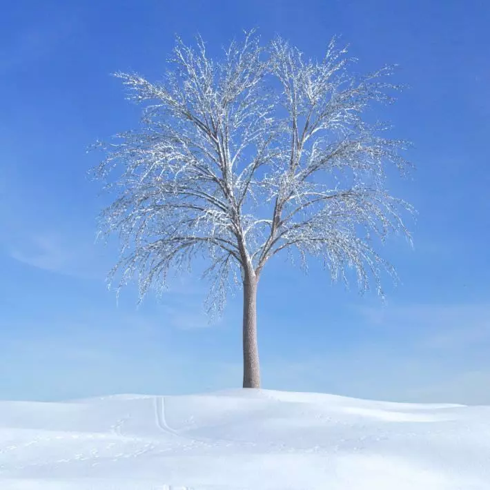 Winter White Tree 3D model_0