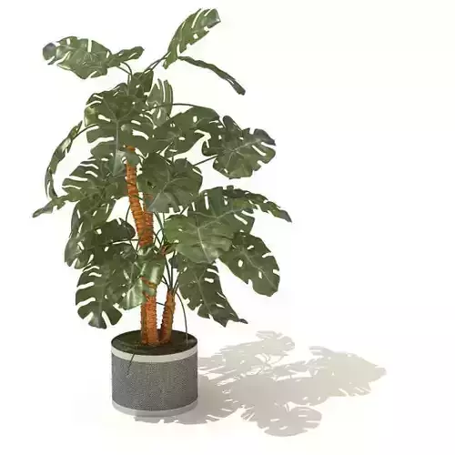 Pot Tree