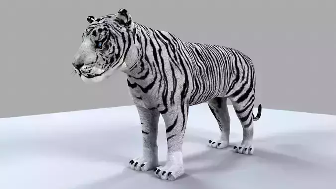 White Tiger