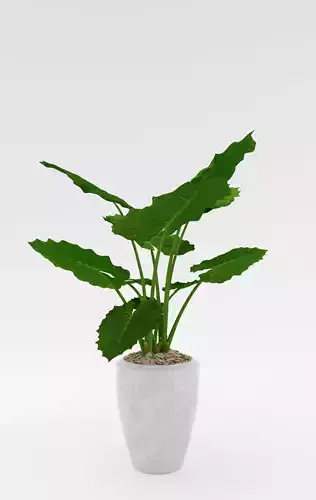 Alocasia Plant Model - Alocasia Macrorrhizos 3D model