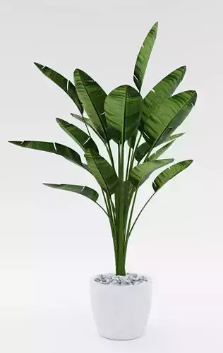 Bird of Paradise Plant Model - Strelitzia Nicolai Regel 3D model