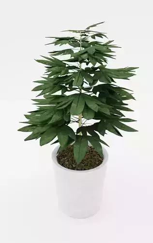 Cassava Plant Model - Manihot esculenta 3D model